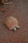 Mountain Tortoise