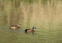 Mr. And Mrs. Blue Winged Teal Ducks