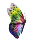 Multi-Colored Butterfly Side View