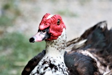 Muscovy Ducky Close-up