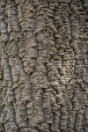 Norfolk Island Pine Bark Background