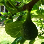 One Fig