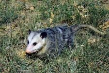 Opossum On The Ground