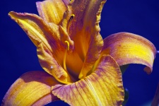 Orange And Yellow Iris