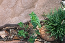 Oreganum In Herb Garden
