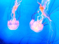 Painted Jellyfish