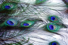 Peacock Feathers 10