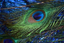 Peacock Feathers 11