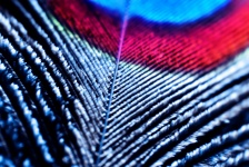 Peacock Feathers 12