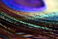 Peacock Feathers 18