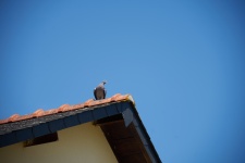 Pigeon On The Roof.