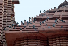 Pigeons On Temple Top