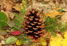 Pine Cone And Autumn Leaves