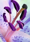 Pink & Purple Lilly Stamens