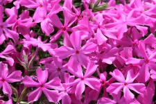 Pink Creeping Phlox Flowers