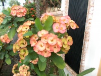 Pink Euphorbia Milii