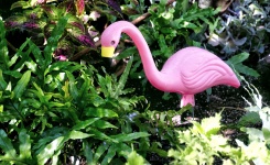 Plastic Pink Flamingo