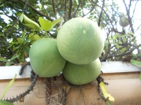 Pomelo On The Tree