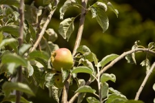Apple On The Branch