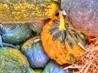 Pumpkins And Gourds