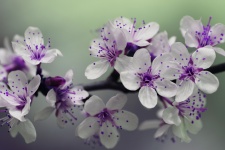 Purple & White Blossom