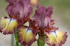 Purple And Yellow Bearded Iris Twin
