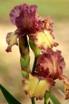 Purple And Yellow Bearded Iris