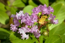Purple Crepe Myrtle Bloom