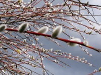 Pussy Willow Close Up