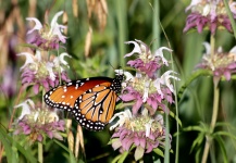 Queen Butterfly On Wildflowers