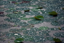 Raindrops On Lotus Leaves