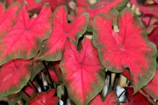 Red And Green Caladiums