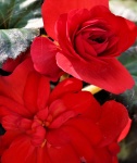 Red Begonias Close-up