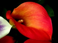 Red Calla Flower