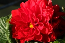 Red Dahlia Close-up 2