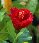 Red Hibiscus Bud 2