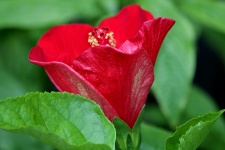 Red Hibiscus Bud