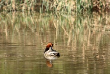Redhead Duck Grooming On Pond