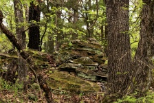 Rock Formation In The Woods