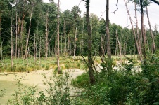 River Swidnica