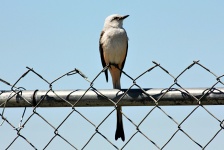 Scissor Tailed Flycatcher On Fence