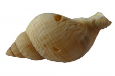 Sea Shell With Holes