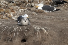 Seagulls On The Rocks
