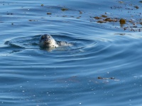 Seal In The Bay