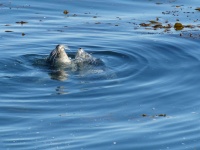 Seals In The Bay