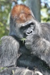 Silverback Gorilla Eating Grass