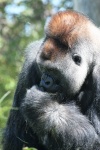 Silverback Gorilla Portrait
