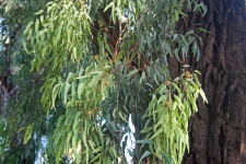 Slender Leaves Of Eucalyptus Tree
