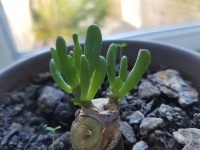 Small Succulent Plant
