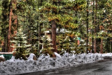 Snow On Pine Trees